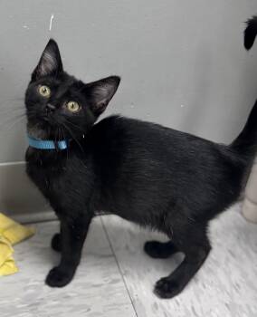Yarrow -  Domestic Short Hair Cat for Adoption in Bardstown, Kentucky - Yarrow | PetCurious