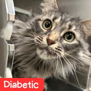 Nala NOCO -  Domestic Long Hair Cat for Adoption in Denver, Colorado - Nala NOCO | PetCurious