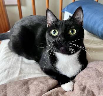 Domestic Short Hair Cats Available for Adoption - Mona Lisa | PetCurious