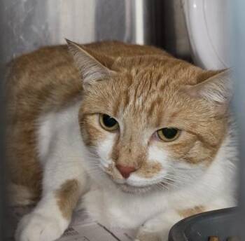 Lilo FKA Burrito -  Domestic Short Hair Cat for Adoption in Conway, South Carolina - Lilo FKA Burrito | PetCurious