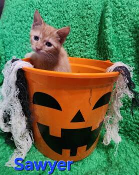 Rescue Domestic Short Hair Cats for Adoption in San Antonio, Texas - Sawyer | PetCurious