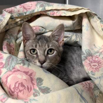 Pika -  Domestic Short Hair Cat for Adoption in East Hanover, New Jersey - Pika | PetCurious
