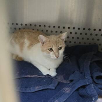 Ally -  Domestic Short Hair Cat for Adoption in Orange, Virginia - Ally | PetCurious