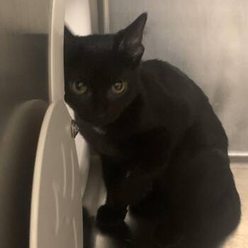 Jiji -  Domestic Short Hair Cat for Adoption in West Palm Beach, Florida - Jiji | PetCurious