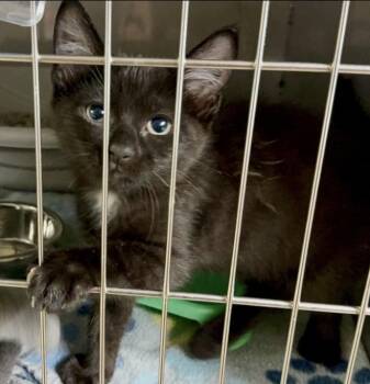 Domestic Short Hair Cats Available for Adoption in Sparta, North Carolina - Dallas | PetCurious