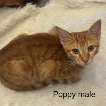 Poppy (baby boy) -  Tabby Cat for Adoption in Tustin, California - Poppy (baby Boy) | PetCurious