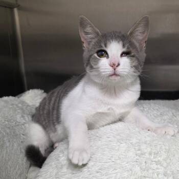 Dapple Tail -  Domestic Short Hair Cat for Adoption in Chatham, Virginia - Dapple Tail | PetCurious