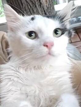 Domestic Long Hair Cats Available for Adoption - Channel ( Sweet Long Haired Beauty) | PetCurious