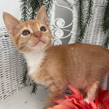 Domestic Short Hair Cats Available for Adoption in Eaton Rapids, Michigan - Stetson Outlaw 56161 | PetCurious