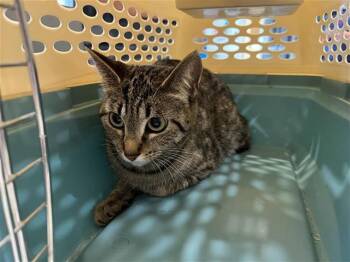 Rescue Domestic Short Hair Cats for Adoption in Brentwood, Missouri - ROSEMARY | PetCurious