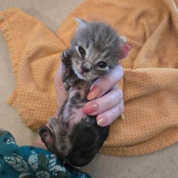 Rescue Domestic Short Hair Cats for Adoption in Austin, Texas - Elzbeth | PetCurious