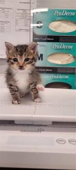 Wallie -  Domestic Short Hair Cat for Adoption in West Chester, Pennsylvania - Wallie | PetCurious