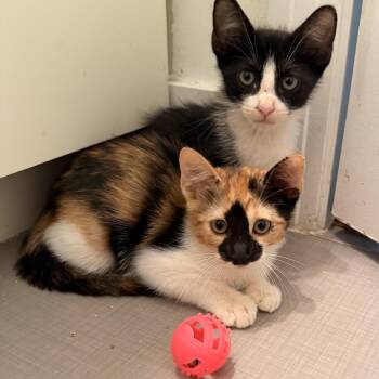 Phoebe -  Calico and Tuxedo Cat for Adoption in Houston, Texas - Phoebe | PetCurious