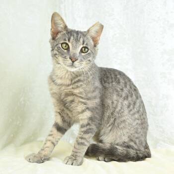 Domestic Short Hair Cats Available for Adoption in Mobile, Alabama - Tripp | PetCurious