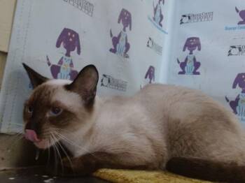 Siamese Cats Available for Adoption in Orlando, Florida - WHITEBEAR | PetCurious