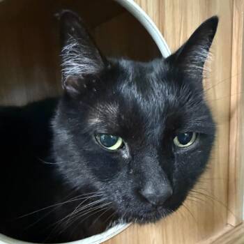 Pete -  Domestic Short Hair Cat for Adoption in Lake Panasoffkee, Florida - Pete | PetCurious