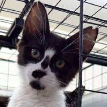 Moo Moo -  Domestic Short Hair Cat Available for Adoption - Moo Moo | PetCurious