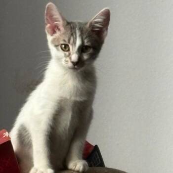 Chao -  Domestic Short Hair Cat for Adoption in Westminster, California - Chao | PetCurious