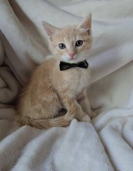 Domestic Medium Hair Cats Available for Adoption in San Jose, California - Lucas Bonded W/Vini | PetCurious