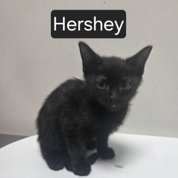 Hershey -  Domestic Short Hair Cat for Adoption in Snow Hill, North Carolina - Hershey | PetCurious