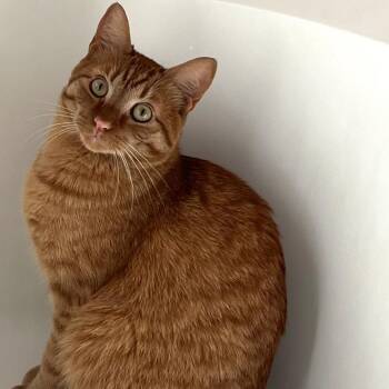 Kiba -  Domestic Short Hair Cat for Adoption in Dallas, Texas - Kiba | PetCurious