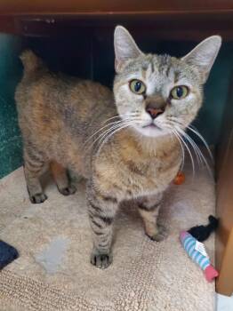 Domestic Short Hair Cats Available for Adoption in Altoona, Pennsylvania - Tilly | PetCurious