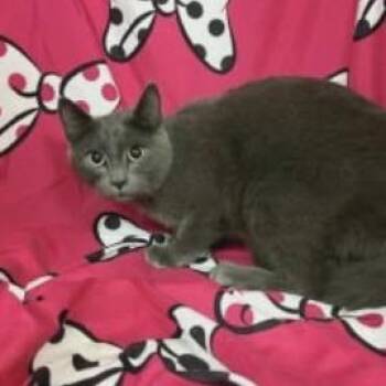 Domestic Short Hair Cats Available for Adoption - Shorty | PetCurious