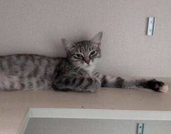 Reegina -  Domestic Short Hair Cat for Adoption in New York, New York - Reegina | PetCurious
