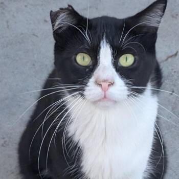 Billy Boy -  Domestic Short Hair Cat for Adoption in Long Beach, California - Billy Boy | PetCurious