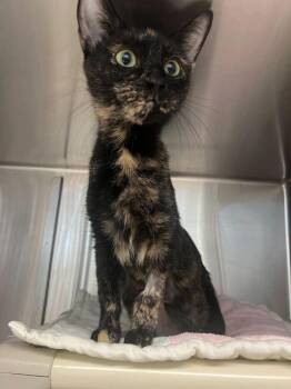 Domestic Short Hair Cats Available for Adoption - Alysa Liu | PetCurious