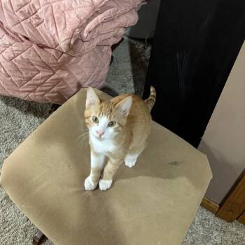 Rescue Domestic Short Hair Cats for Adoption in Buffalo, Minnesota - Xtra Cheese | PetCurious