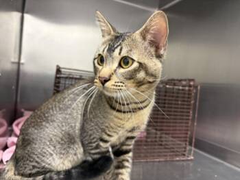 CHURRO -  Domestic Short Hair Cat for Adoption in Loveland, Colorado - CHURRO | PetCurious