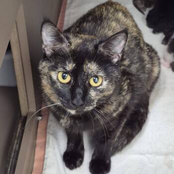 Mother Earth -  Domestic Short Hair Cat for Adoption in Cleveland, Mississippi - Mother Earth | PetCurious