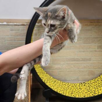 Interest -  Domestic Short Hair Cat for Adoption in Davenport, Iowa - Interest | PetCurious