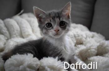 Daffodil -  American Shorthair Cat for Adoption in Springfield, Massachusetts - Daffodil | PetCurious