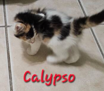 Calypso -  Domestic Medium Hair Cat for Adoption in Plano, Texas - Calypso | PetCurious