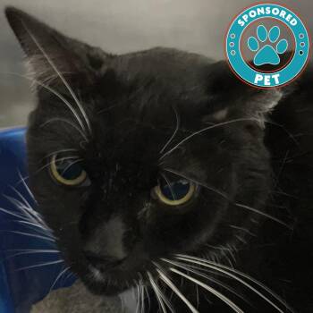 Tuxedo -  Domestic Short Hair Cat for Adoption in Lakeland, Florida - Tuxedo | PetCurious