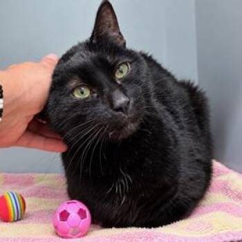 Noelle -  Domestic Short Hair Cat for Adoption in New York, New York - Noelle | PetCurious