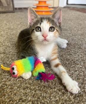 Phoenix -  Domestic Short Hair Cat for Adoption in Bossier City, Louisiana - Phoenix | PetCurious