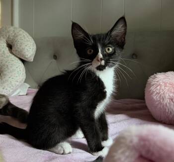 Renegade -  Domestic Short Hair Cat for Adoption in Columbia, South Carolina - Renegade | PetCurious