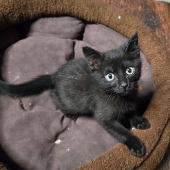 Regice -  Domestic Short Hair Cat for Adoption in San Antonio, Texas - Regice | PetCurious