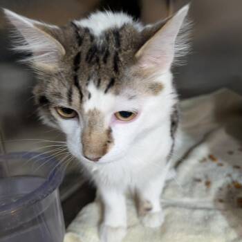 Domestic Short Hair Cats Available for Adoption - Raphael  | PetCurious