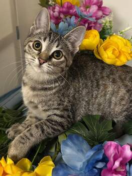 Domestic Short Hair Cats Available for Adoption - 01/05/26 Rapunzel | PetCurious