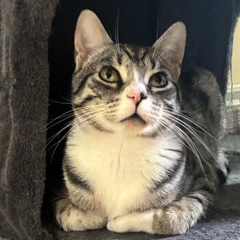Po -  Domestic Short Hair Cat for Adoption in Holly, Michigan - Po | PetCurious