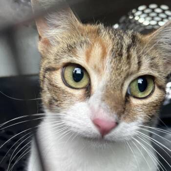 Domestic Short Hair Cats Available for Adoption in Lake Jackson, Texas - Teenie | PetCurious
