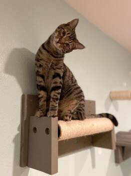 Domestic Short Hair and Tabby Cats Available for Adoption - Colby | PetCurious