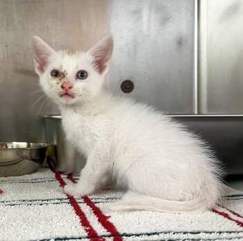 Domestic Short Hair Cats Available for Adoption in Murray, Kentucky - Jack | PetCurious