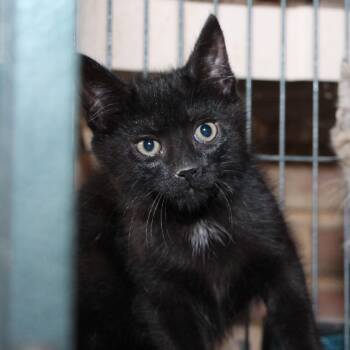 Noir -  Domestic Short Hair Cat for Adoption in Harrisburg, Pennsylvania - Noir | PetCurious