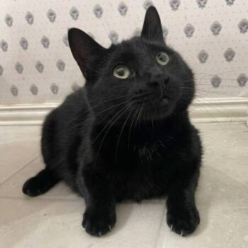 Medea (Massive Kitty) -  American Shorthair Cat for Adoption in Allen, Texas - Medea (Massive Kitty) | PetCurious