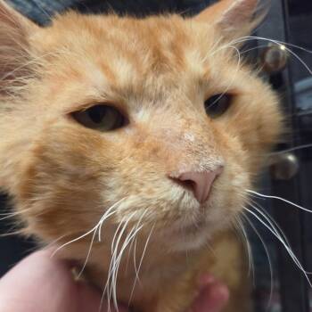 George -  Domestic Short Hair Cat for Adoption in Port Charlotte, Florida - George | PetCurious